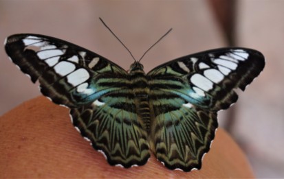 Maciknaw butterfly love
