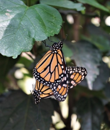 Mackinaw butterflies mating