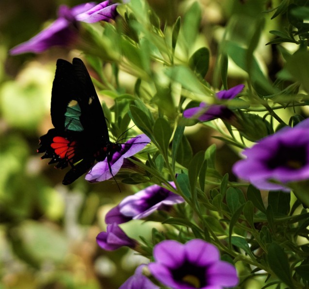 Mackinaw butterfly black
