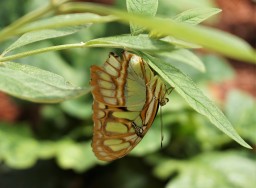 Mackinaw butterfly green