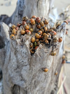 Thousands of Lady Bugs onshore