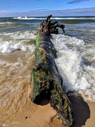 Huge tree washed up on shore