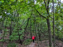 Decidicous trees on the trail