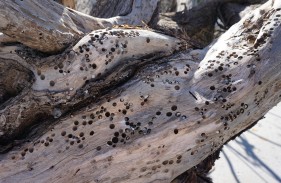 Shells burrowed in a tree stump